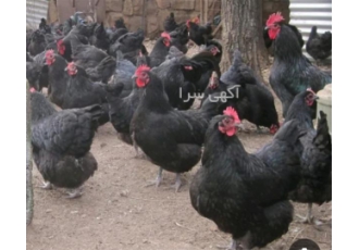 فروش مرغ بلک استار از نژاد تخمگذار در نور فروش مرغ بلک استار از نژاد