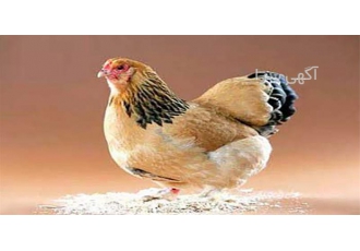 فروشنده مرغ تخم گذار در ارومیه فروش مرغ تخمگذار برای کسب اطلاعات بیشتر