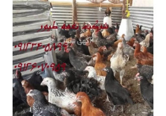 فروش نیمچه اصلاح شده از سن یک ماهه تا چهار ماهه در تهران شرکت نغمه
