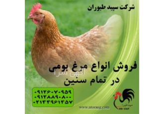 فروش مرغ بومی مرغ بومی آماده به تخم و طیور در تهران فروش مرغ بومی مرغ