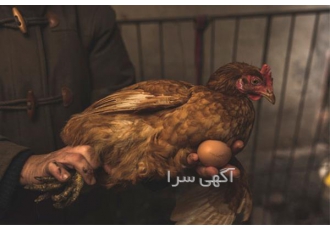 فروش پولت سپید طیوران در تهران برخی شرایط یک پولت با کیفیت و پولت خوب