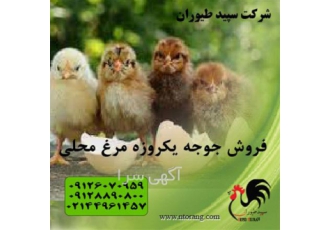 فروش جوجه تخمگذار یکروزه محلی و قیمت جوجه یک روزه