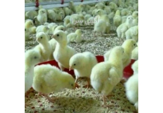 فروش جوجه گوشتی راس 308 کاب پلاس هوبارد - طیور