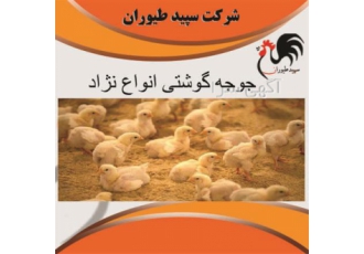 قیمت جوجه گوشتی یک روزه پلاس، طیور