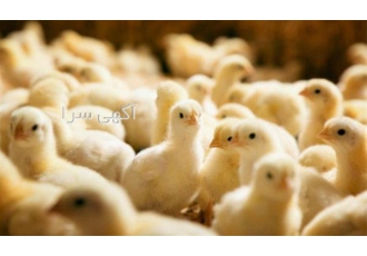 فروش جوجه مرغ گوشتی یک روزه فروش جوجه بوقلمون در تهران ارائه جیره