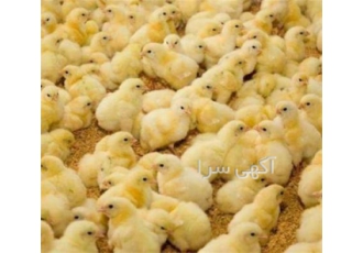 فروش جوجه یک روزه مرغ گوشتی پلاس سپید طیوران در تهران فروش ویژه جوجه