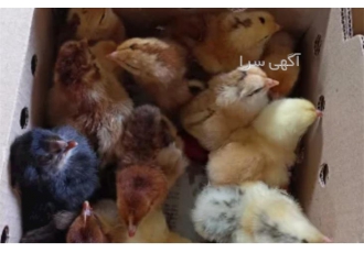 قیمت جوجه یک روزه بومی دورگه تخمگذار و گوشتی