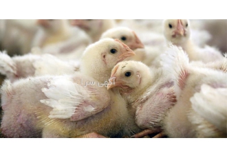 فروش جوجه ده روزه گوشتی و جوجه ۱۰ روزه سفید در نور فروش جوجه ده روزه