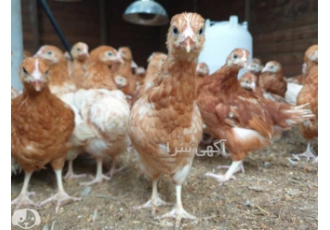 فروش جوجه مرغ لوهمن 60 روزه تخمگذار