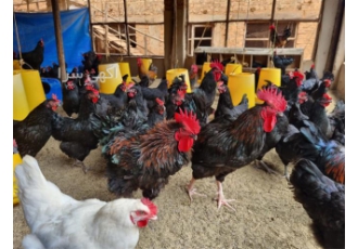 فروش خروس و مرغ محلی تخمگذار و خروس گوشتی در نور فروش خروس و مرغ محلی