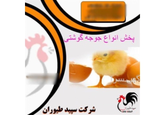 فروش جوجه گوشتی یک روزه با تضمین کیفیت و ارسال به سراسر کشور در تهران