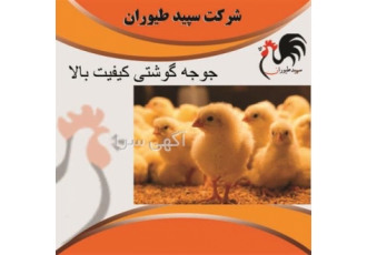 فروش ویژه جوجه یک روزه مرغ گوشتی با کیفیت عالی و ارسال سراسری