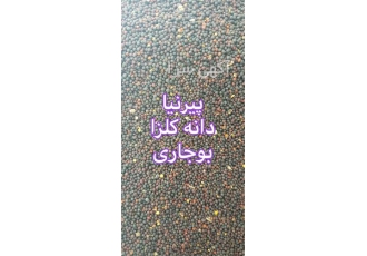 دانه کلزا بوجاری شده در تهران دانه کلزا بوجاری و تمیز شده مخصوص روغن