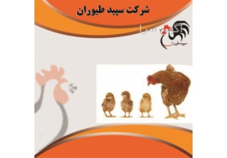 قیمت و خرید جوجه مرغ محلی یک روزه طیور در تهران قیمت و خرید جوجه