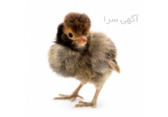 فروش جوجه یک روزه کاکلی جهادی و گلپایگانی در نور فروش جوجه یک روزه