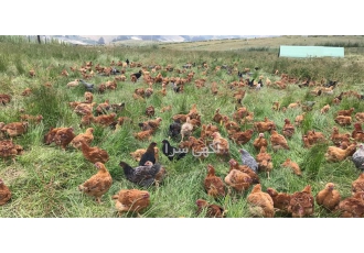 فروش جوجه مرغ 70 روزه و جوجه محلی هفتاد روزه