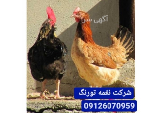 فروش مرغ بومی تخمگذار اصلاح نژاد شده در تهران فروش مرغ بومی تخمگذار
