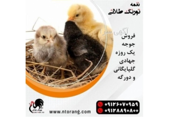فروش جوجه یک روزه بومی عمده در تهران فروش جوجه یک روزه بومی فروش جوجه