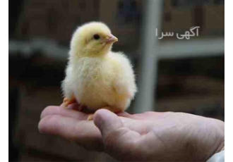 فروش جوجه مرغ گوشتی با نازلترین قیمت در تهران فروش جوجه یکروزه گوشتی