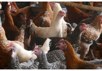 فروش بهترین مرغ اصلاح نژاد شده در نور فروش بهترین مرغ اصلاح نژاد شده