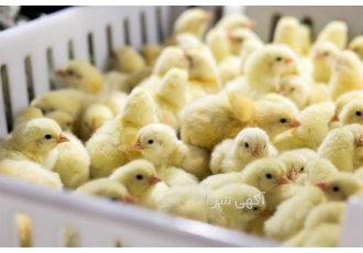 خرید جوجه مرغ یک روزه گوشتی با قیمت عالی و کیفیت بی‌نظیر در نور اگر شما