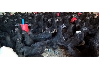 فروش جوجه خروس مشکی و نژاد مرندی در نور در بسیاری از موارد به خاطر