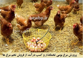فروش ویژه جوجه و مرغ تخم گذار بومی طیور در تهران فروش ویژه جوجه و مرغ
