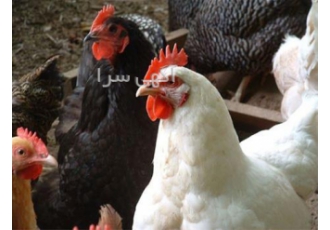 فروش مرغ و خروس شیش ماهه بومی
