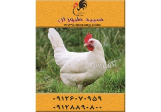 فروش مرغ تخمگذار صنعتی ال اس ال و هایلاین-طیور