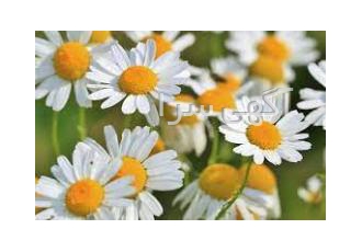 فروش بیزابولول بابونه بسیار بیشتر از بسیاری از چای zwnj های گیاهی مورد