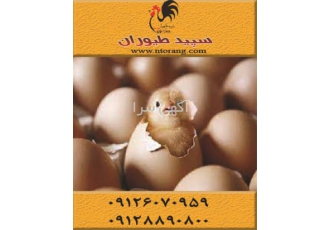 جوجه یک روزه گوشتی راس واکسینه