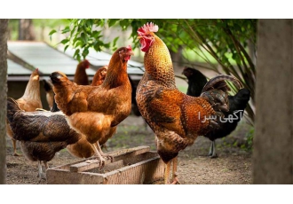 فروش مرغ محلی و خروس محلی برای مولد گیری در نور فروش مرغ محلی و خروس