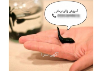 اعطای مدرک حجامت    زالو درمانی و آموزش طب سوزنی