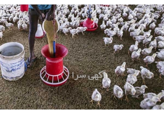 فروش دان جوجه گوشتی با کیفیت عالی طیور در تهران دان جوجه گوشتی گروه