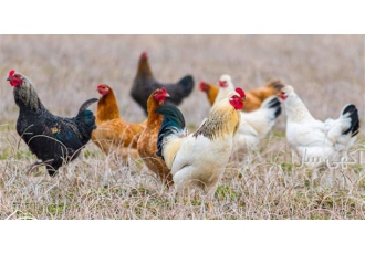 خرید نیمچه ، مرغ و خروس گلپایگانی سه ماه و نیمه