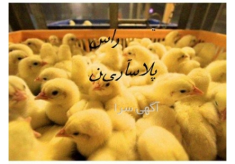 فروش جوجه گوشتی نژاد کاپ در تهران فروش جوجه گوشتی نژاد کاپ فروش جوجه