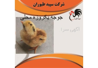 جوجه یک روزه محلی، فروش جوجه یک روزه گوشتی. طیور