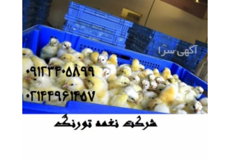 صادرات جوجه گوشتی به افغانستان طیور در تهران صادرات جوجه گوشتی