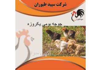 بهترین قیمت فروش جوجه گوشتی فروش مرغ محلی در تهران بهترین قیمت فروش