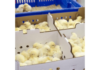 فروش جوجه یک روزه گوشتی راس در نور فروش جوجه یک روزه گوشتی راس با کیفیت