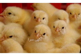 فروش جوجه گوشتی راس ، جوجه مرغ گوشتی - طیور