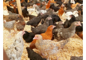 فروش جوجه مرغ ۹۰ روزه تخم گذار غربالگری شده در ساری فروش جوجه 90 روزه