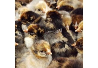 پخش جوجه یک روزه محلی واکسینه شده درجه یک در نور پخش جوجه یک روزه محلی