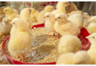 قیمت مرغ تخمگذار صنعتی و قیمت جوجه راس گوشتی