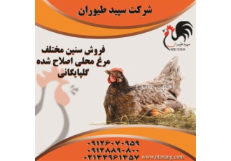 مرغ تخمگذار ۳ ماهه پخش جوجه مرغ در تهران مرغ تخمگذار گلپایگان3 ماهه