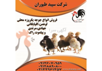 فروش جوجه مرغ محلی - جوجه محلی - طیور