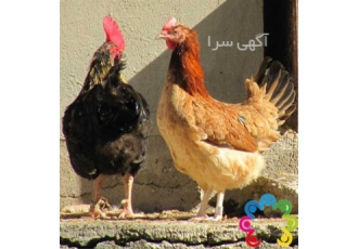 فروش مرغ هفت ماهه تخم گذار بسیار قوی طیور در تهران مرغ هفت ماهه