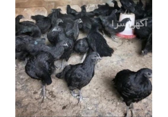 فروش جوجه بلک استار ۱۰۰روزه محلی در نور جوجه بلک استار صد روزه