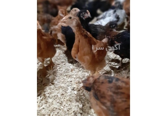 فروش جوجه 90 روزه اصلاح نژاد شده