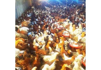 قیمت مرغ تخم گذار پنج ماهه آماده به تخم طیور در تهران قیمت مرغ و جوجه